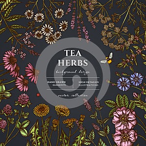 Tea herbs hand drawn illustration design. Background with vintage chamomile, mint, chicory, etc.