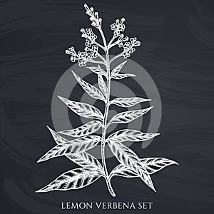 Tea herbs hand drawn vector illustrations collection. Chalk lemon verbena.