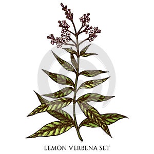 Tea herbs hand drawn vector illustrations collection. Colored lemon verbena.