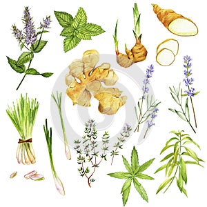 Tea herbs including peppermint and verbena, hand drawn watercolor