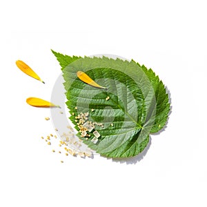 Tea Herbs Still life Flatlay on White Background