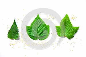 Tea Herbs Still life Flatlay on White Background