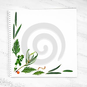 Tea Herbs Still life Flatlay on White Background