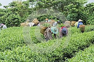 Tea Hill, Bao Loc, Lam Dong, Vietnam