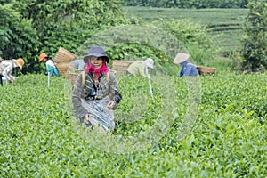 Tea Hill, Bao Loc, Lam Dong, Vietnam