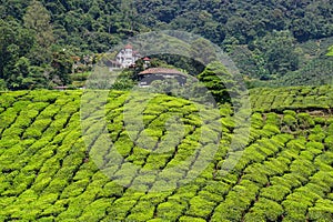 Tea hill in Cameron Highlands, Malaysia