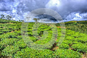 The tea hill farm in Lam Dong, Vietnam