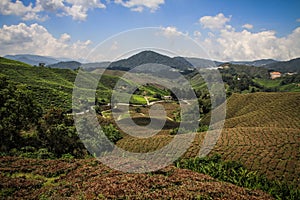 The tea hills of the Cameron highlands near Brinchang, Malaysia