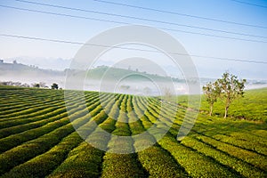 Tea hills in Moc Chau highland, Son La province in Vietnam