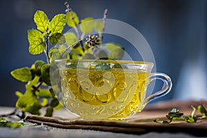 Tea of holy basil,tulsi,Ocimum tenuiflorum,in a transparent cup with leaves beneficial for heart diseases and stress.