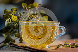 Tea of holy basil,tulsi,Ocimum tenuiflorum,in a transparent cup with leaves beneficial for heart diseases and stress..