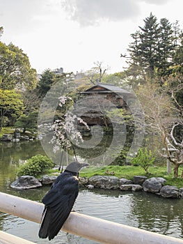 Tea House and crow, Imperial Palace, Kyoto