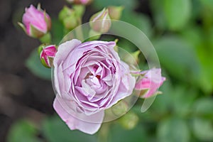 Tea hybrid rose Rosa Nautica, lavender flowers