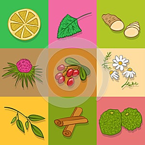 Tea ingredients. Vector set or collection.