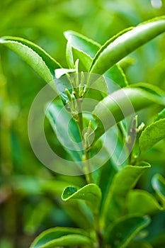 Tea leaf photo
