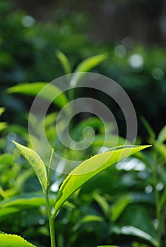 Tea leaf photo