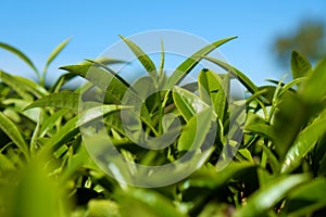 Tea leaf background photo
