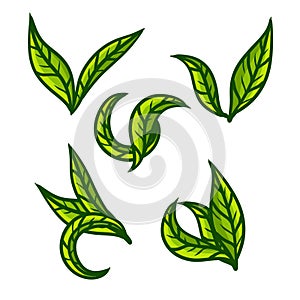 Tea leaf. Green plant. Set of hand-drawn natural element