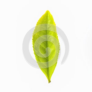 Tea leaf isolated on white background