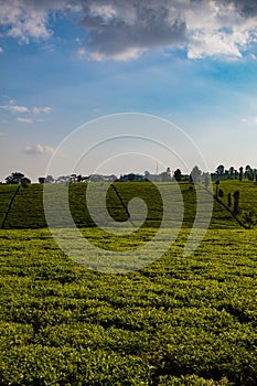 Tea Leaf Leaves Plants Tree Plantations Agriculture Nature Fields Meadows Landscape Cloud Sky Kiambu County Kenya East Africa