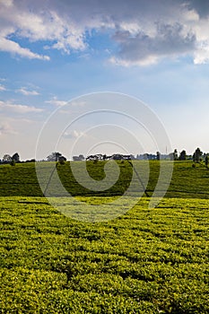 Tea Leaf Leaves Plants Tree Plantations Agriculture Nature Fields Meadows Landscape Cloud Sky Kiambu County Kenya East Africa