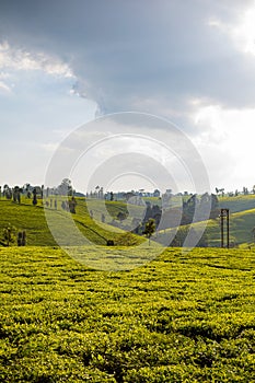 Tea Leaf Leaves Plants Tree Plantations Agriculture Nature Fields Meadows Landscape Cloud Sky Kiambu County Kenya East Africa