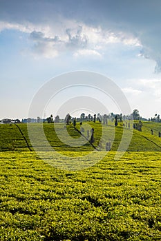 Tea Leaf Leaves Plants Tree Plantations Agriculture Nature Fields Meadows Landscape Cloud Sky Kiambu County Kenya East Africa