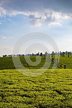 Tea Leaf Leaves Plants Tree Plantations Agriculture Nature Fields Meadows Landscape Cloud Sky Kiambu County Kenya East Africa