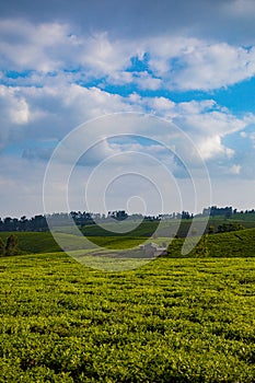 Tea Leaf Leaves Plants Tree Plantations Agriculture Nature Fields Meadows Landscape Cloud Sky Kiambu County Kenya East Africa