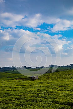 Tea Leaf Leaves Plants Tree Plantations Agriculture Nature Fields Meadows Landscape Cloud Sky Kiambu County Kenya East Africa