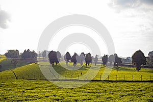 Tea Leaf Leaves Plants Tree Plantations Agriculture Nature Fields Meadows Landscape Cloud Sky Kiambu County Kenya East Africa