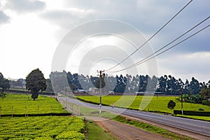 Tea Leaf Leaves Plants Tree Plantations Agriculture Nature Fields Meadows Landscape Cloud Sky Kiambu County Kenya East Africa