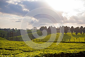 Tea Leaf Leaves Plants Tree Plantations Agriculture Nature Fields Meadows Landscape Cloud Sky Kiambu County Kenya East Africa