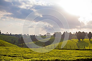 Tea Leaf Leaves Plants Tree Plantations Agriculture Nature Fields Meadows Landscape Cloud Sky Kiambu County Kenya East Africa