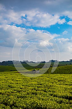 Tea Leaf Leaves Plants Tree Plantations Agriculture Nature Fields Meadows Landscape Cloud Sky Kiambu County Kenya East African