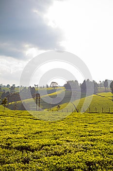 Tea Leaf Leaves Plants Tree Plantations Agriculture Nature Fields Meadows Landscape Cloud Sky Kiambu County Kenya East African