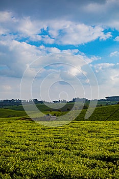 Tea Leaf Leaves Plants Tree Plantations Agriculture Nature Fields Meadows Landscape Cloud Sky Kiambu County Kenya East African