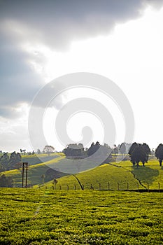 Tea Leaf Leaves Plants Tree Plantations Agriculture Nature Fields Meadows Landscape Cloud Sky Kiambu County Kenya East African