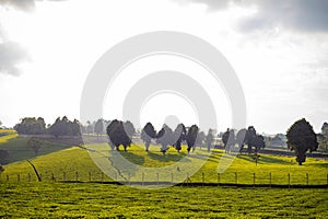 Tea Leaf Leaves Plants Tree Plantations Agriculture Nature Fields Meadows Landscape Cloud Sky Kiambu County Kenya East African