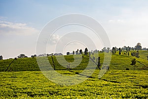 Tea Leaf Leaves Plants Tree Plantations Agriculture Nature Fields Meadows Landscape Cloud Sky Kiambu County Kenya East African