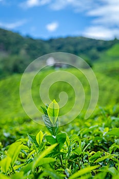 Tea leaf on the tea plantation