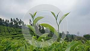 Tea leavas focus capture in tea garden West Java Indonesia 9993 photo