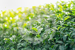 Tea leave in tea plantation