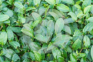 Tea leave in tea plantation