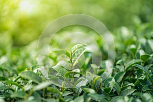 Tea leave in tea plantation