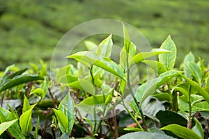 Tea Leaves