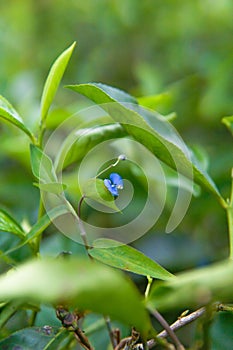 tea leaves with blue flower