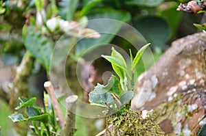 Tea leaves in Cameron Highland Malaysia