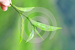 Tea leaves in the cameron highlands