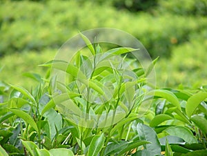 Growing tea leaves closeup in sunset photo